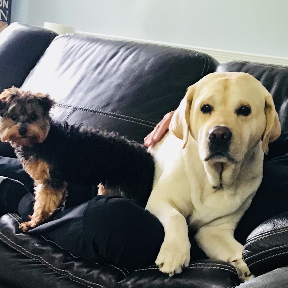 Meet your Posher, Lys